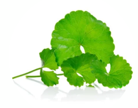 centella-asiatica